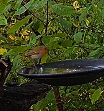 Robin an der Tränke 15.10.24