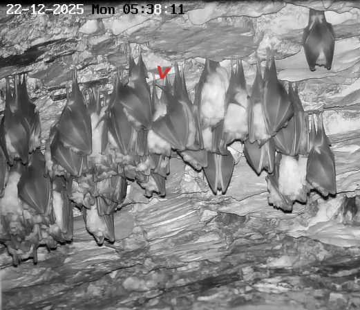 2025-12-22 ab 00.00 Hufi hängt einbeinig