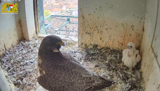 2023-04-17 12_25_37-Webcam - Lebensraum Burg und 6 weitere Seiten - Persönlich – Microsoft​ Edge