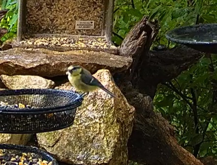 Kleine Blaue 15.06.24