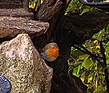 Robin 2 17.10.24