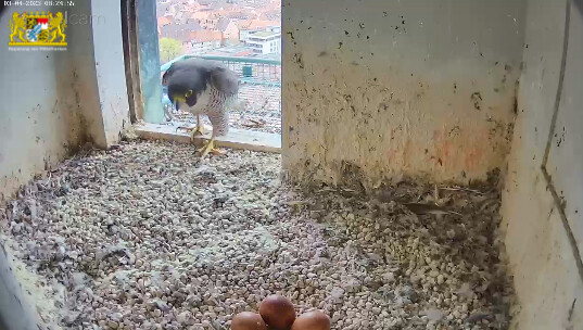 2023-04-03 08_25_16-Webcam - Lebensraum Burg und 2 weitere Seiten - Persönlich – Microsoft​ Edge