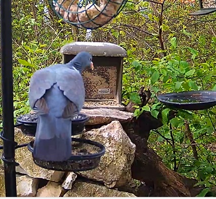 Ringeltaube 03.04.24