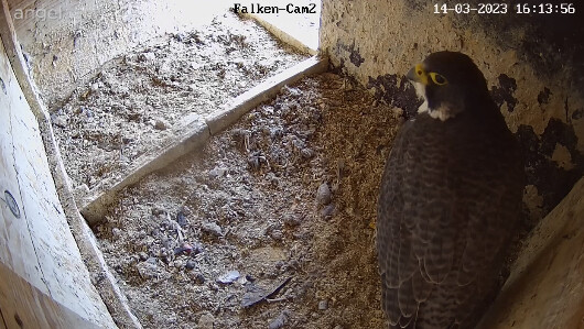 2023-03-14 16_14_11-webcams – Naturfotografen im LBV Coburg und 1 weitere Seite - Persönlich – Micro