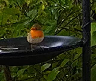 Robin am Wasser 1 13.10.24