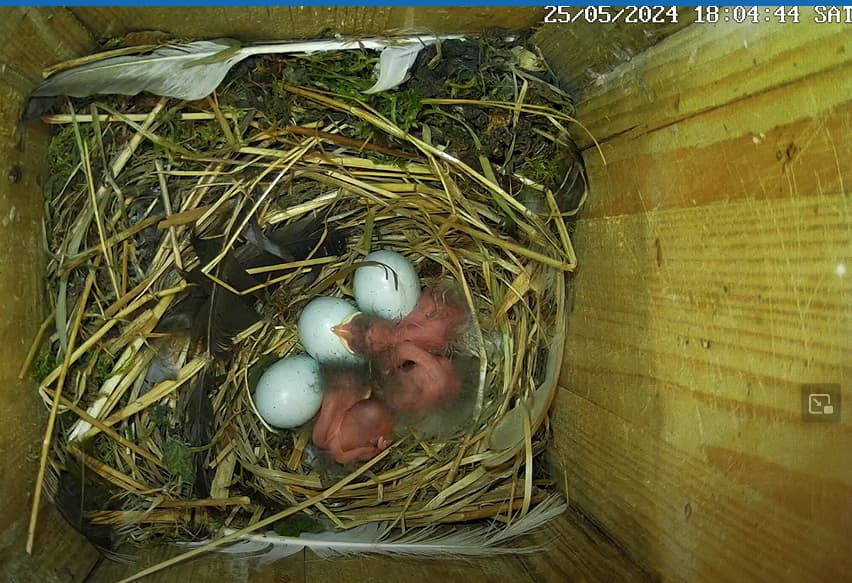 Screenshot 2024-05-25 180824 Kopie