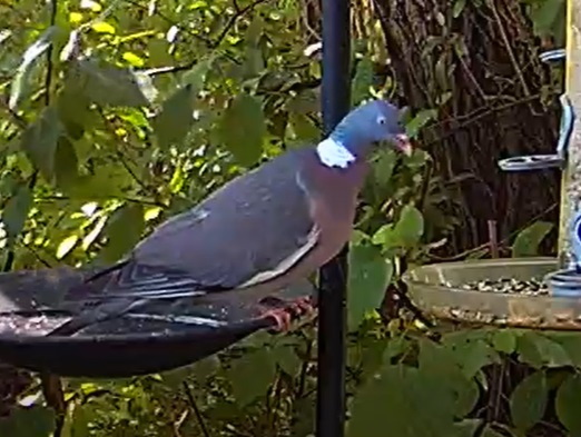 Ringeltaube 3 06.07.24