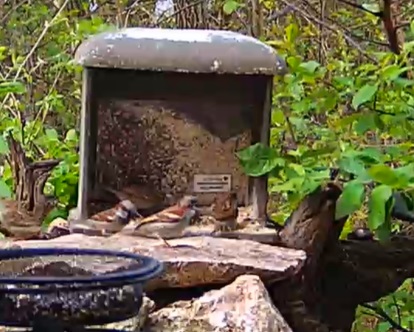 Spatzentreffen 02.04.24