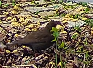 Amseldame am Boden 16.03.24